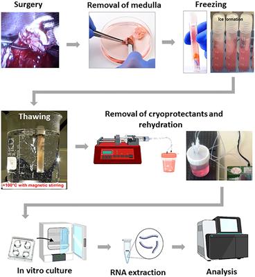 Assessment of molecular and morphological dynamics during long-time in vitro cultivation of cryopreserved human ovarian tissue: risk of genetic alterations